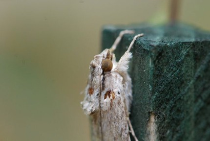 fuzzy-bodied-moth