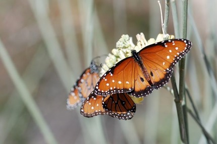 3queen-butterflies-another-great-one