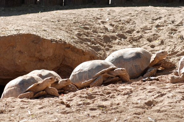 African spurred tortoises