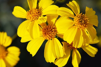 brittlebush-flower-close