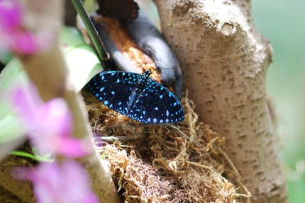 butterfly-feeding-on-banana