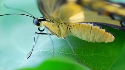 butterfly-mouth