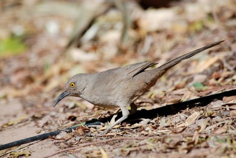 curved-bill-thrasher-2