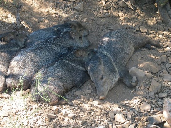 javelina