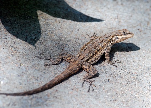 lizard-best-fence