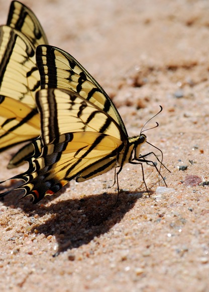 nice-swallowtail-puddling