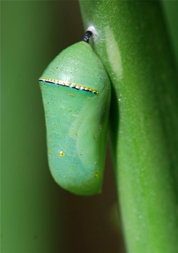 queen-butterfly-chrysalis-closer