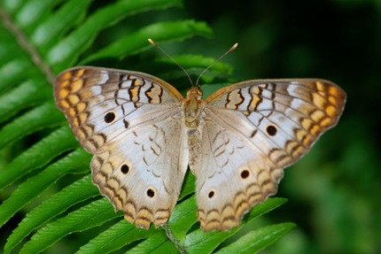 White Peacock Anartia jatrophae