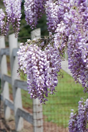wisteria